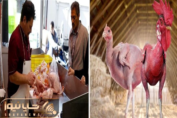 قیمت مرغ امروز یکشنبه ۱۳ اردیبهشت ۱۴۰۵ + جدول