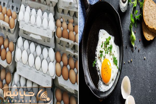 قیمت تخم مرغ امروز سه‌شنبه ۱۵ اردیبهشت ۱۴۰۵ + جدول